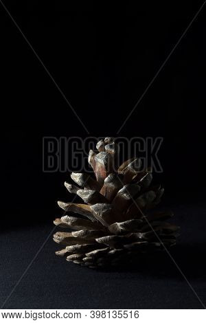 Pine Cone Close-up On Tein Background In Summer