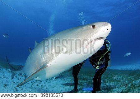 Tiger Shark (galeocerdo Cuvier) Swimming By Very Close. Tiger Beach, Bahamas