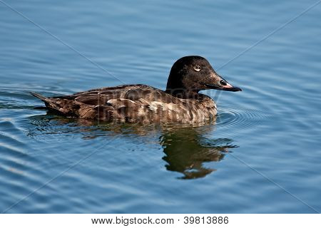 สีขาว– winged Scoter (melanitta Fusca)