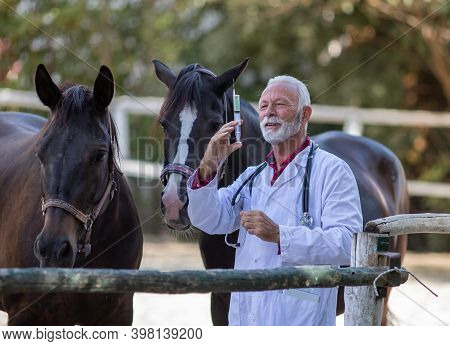 Senior Veterinarian Holding Syringe With Needle In Front Of Horses On Ranch