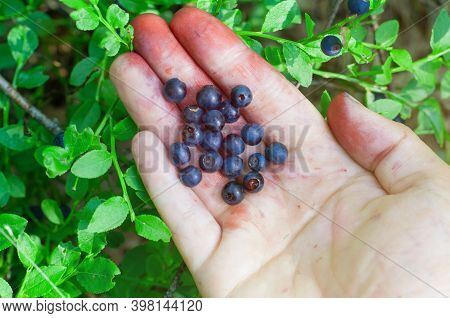 Picking Blueberries In Forest. Woman Hands Picking Buleberries. Red Hands After Blueberries Picking.
