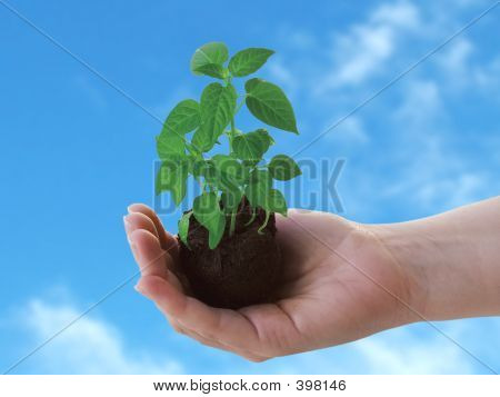 Planter dans la main