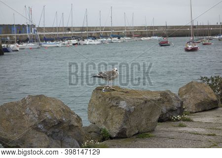 Glaucous Gull A Migratory Bird