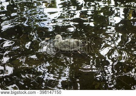 Glaucous Gull A Migratory Bird