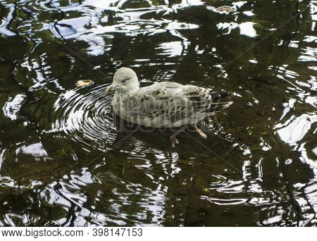 Glaucous Gull A Migratory Bird