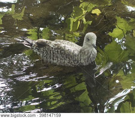 Glaucous Gull A Migratory Bird