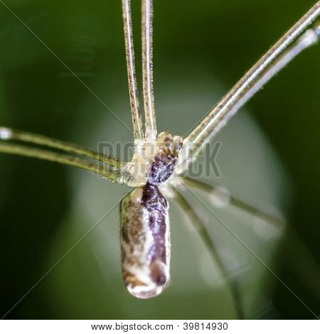 Cellar Spider