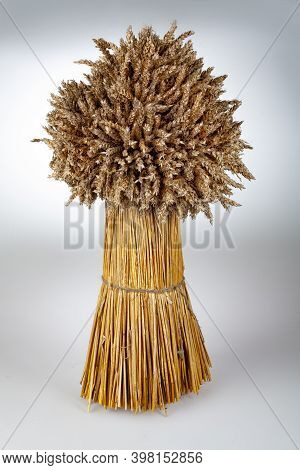 Sheat Of Wheat On  An Isolated Studio Background