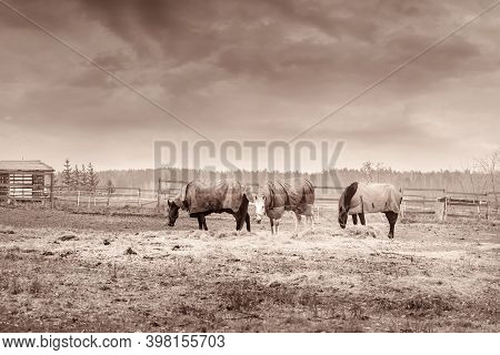 Three Horses With Caparisons On The Hay In Autumn Farmyard.