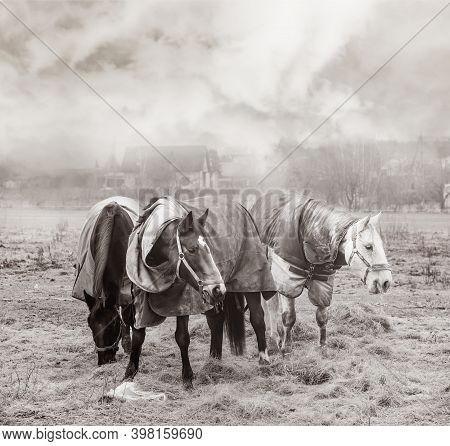 Three Horses With Caparisons On A Hay In A Farmyard On A Foggy Autumn Day. Black White.