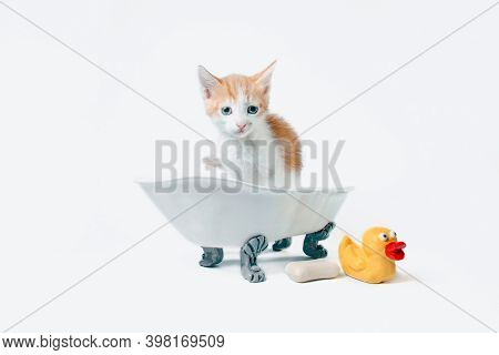 Grooming Red And White Kitten Sits In A Toy Bathtub Next To A Bar Of Soap And A Yellow Rubber Duckie