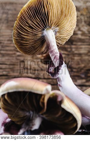 The Mexican Magic Mushroom Is A Psilocybe Cubensis, Whose Main Active Elements Are Psilocybin And Ps