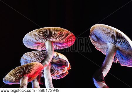 The Mexican Magic Mushroom Is A Psilocybe Cubensis, Whose Main Active Elements Are Psilocybin And Ps