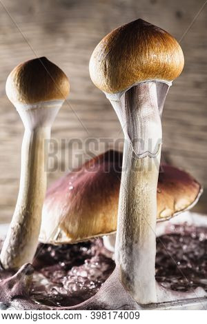 The Mexican Magic Mushroom Is A Psilocybe Cubensis, Whose Main Active Elements Are Psilocybin And Ps