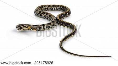 Young Taiwanese Beauty Ratsnake Aka Orthriophis Taeniurus Friesi, Showing Beautyful Broidery Like Pa