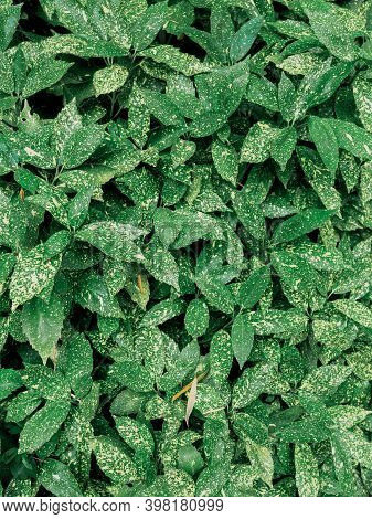 Natural Background With Green Leaves Of Aucuba