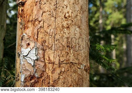 The Detail Of The Bark Of The Tree Infested By Bark Beetle.