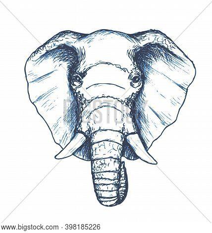 Elephant Head Sketch. African Wild Animal. Hand Drawn Vector Illustration