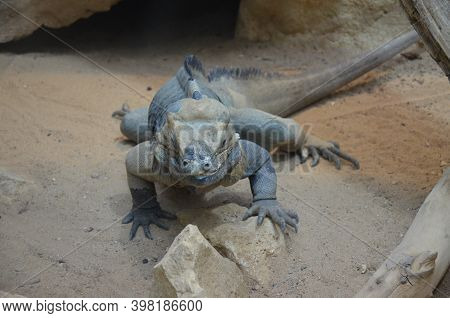 Lizard Named Common Chuckwalla In Desert Ambiance