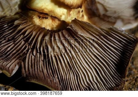 Gills On Underside Of Toadstool Fungus. Macro Image.