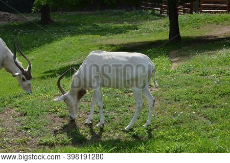 The Curved Horned Antelopes Addax (addax Nasomaculatus)