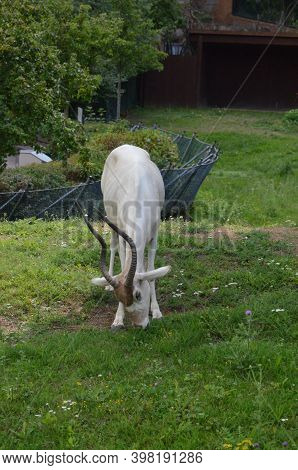 The Curved Horned Antelopes Addax (addax Nasomaculatus)