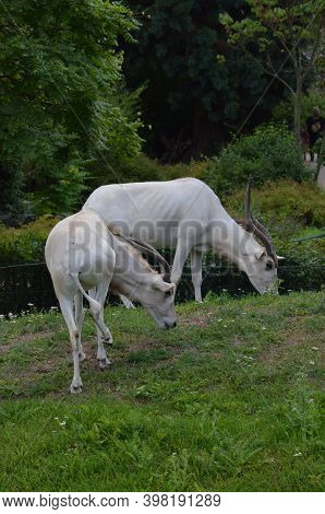 The Curved Horned Antelopes Addax (addax Nasomaculatus)