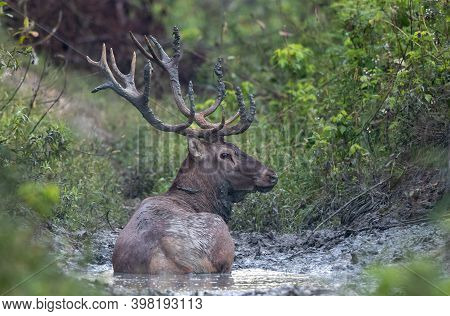Red Deer With Big Antlers Bathing In Mud In Forest In Summer Time. Wildlife In Natural Habitat