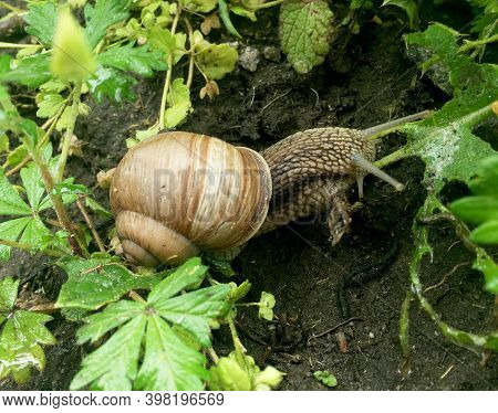Small Garden Snail In Shell Crawling On Wet Road, Slug Hurry Home. Snail Slug Consist Of Edible Tast