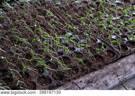 Tomato Seedling In Soild Tray, Vegetable Planting Crop Preparation