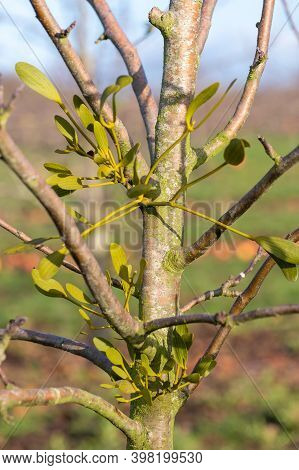 Mistletoe (viscum Album)