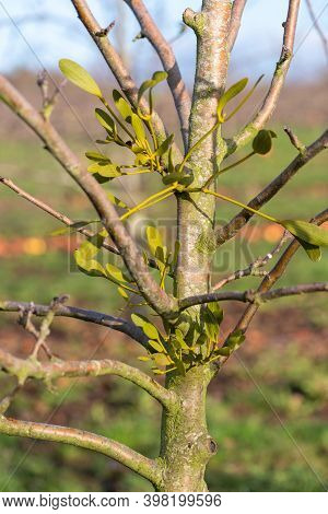 Mistletoe (viscum Album)