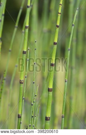 Scouring Rush Horsetail - Latin Name - Equisetum Hyemale