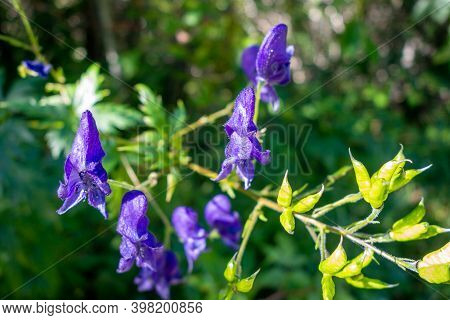 Aconitum Variegatum Flowers Close Up View In Vanoise National Park, France