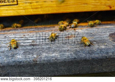 The Bees At Front Hive Entrance Macro Close Up. Bee Flying To Hive. Honey Bee Entering The Hive. Hiv