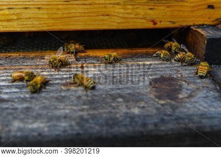 The Bees At Front Hive Entrance Macro Close Up. Bee Flying To Hive. Honey Bee Entering The Hive. Hiv