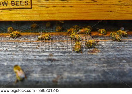 The Bees At Front Hive Entrance Macro Close Up. Bee Flying To Hive. Honey Bee Entering The Hive. Hiv
