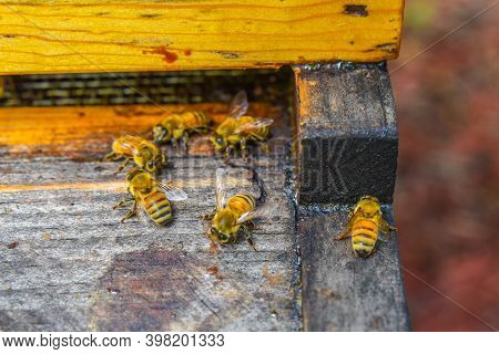 The Bees At Front Hive Entrance Macro Close Up. Bee Flying To Hive. Honey Bee Entering The Hive. Hiv