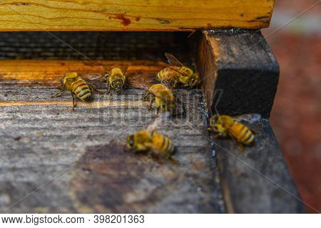 The Bees At Front Hive Entrance Macro Close Up. Bee Flying To Hive. Honey Bee Entering The Hive. Hiv