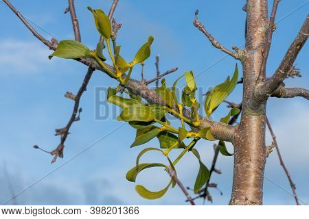 Mistletoe (viscum Album)