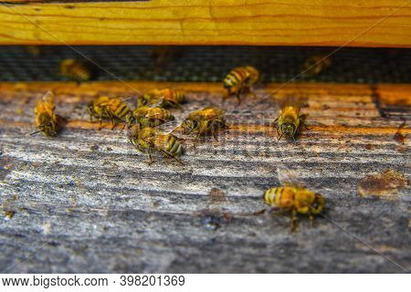 The Bees At Front Hive Entrance Macro Close Up. Bee Flying To Hive. Honey Bee Entering The Hive. Hiv