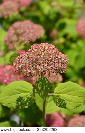 Smooth Hydrangea Pink Annabelle Flowers - Latin Name - Hydrangea Arborescens Pink Annabelle