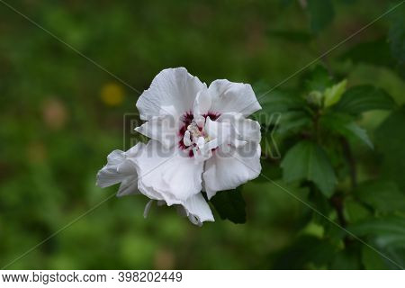 Rose Of Sharon Speciosus - Latin Name - Hibiscus Syriacus Speciosus
