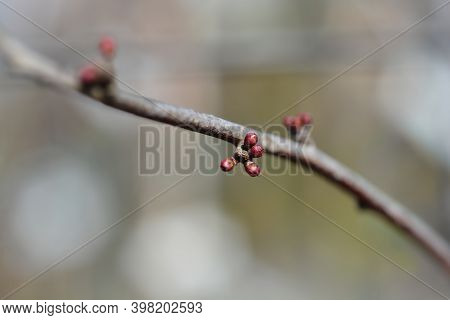 Black Cherry Plum Flower Buds - Latin Name - Prunus Cerasifera Nigraa