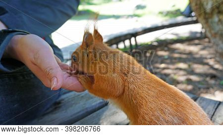 A Red Squirrel With A Bushy Tail Nibbles A Nut. Takes A Nut From His Hand. Forest Environment. Green