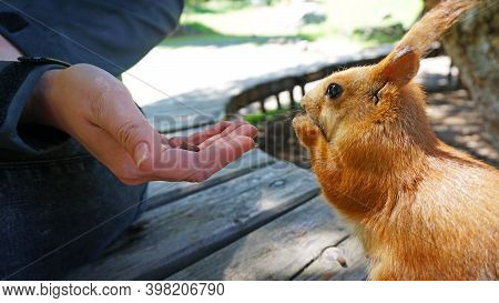 A Red Squirrel With A Bushy Tail Nibbles A Nut. Takes A Nut From His Hand. Forest Environment. Green
