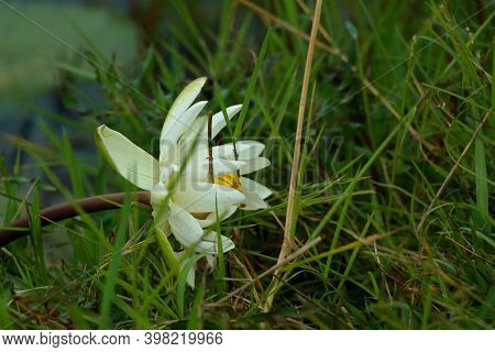 White Color Water Lily Or Nymphaeaceae In A Pond