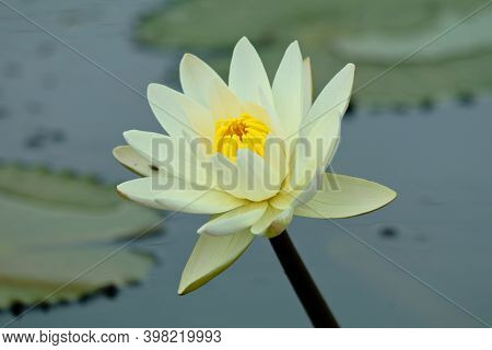 White Color Water Lily Or Nymphaeaceae In A Pond