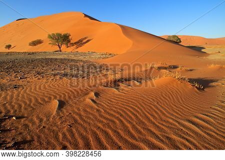 Red sand dune with stone pebbles and thorn trees, Sossusvlei, Namib desert, Namibia