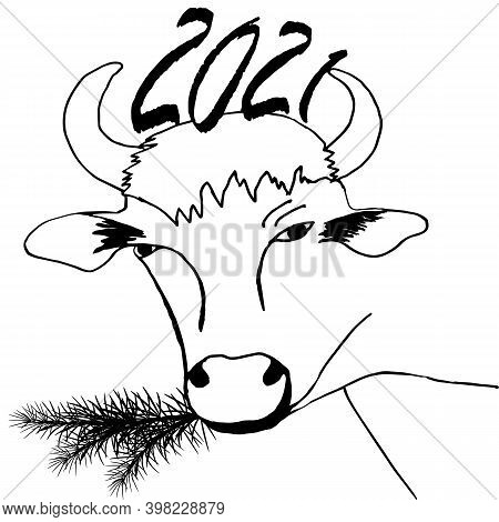 Ymbol Of The Year Bull With Numbers Of The Year And With A Spruce Twig In His Mouth